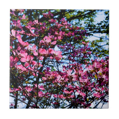 Pink flowering dogwood tree photo ceramic tile