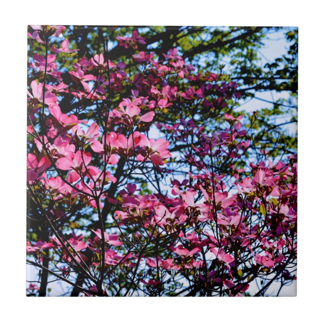 Pink flowering dogwood tree photo ceramic tile (Front)