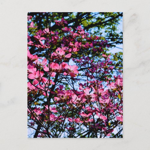 Pink flowering Dogwood tree Postcard