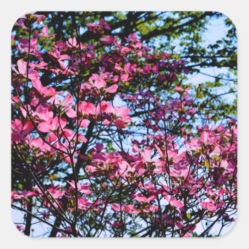 Pink flowering Dogwood tree Square Sticker