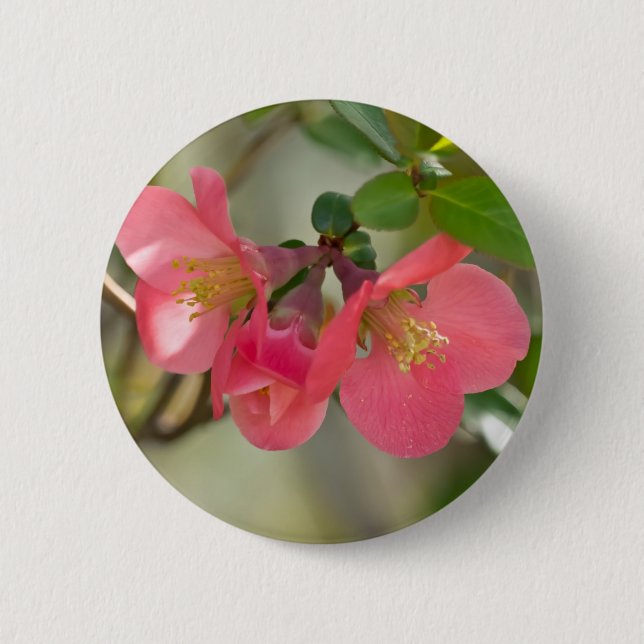Pink Flowering Quince Glow Button (Front)