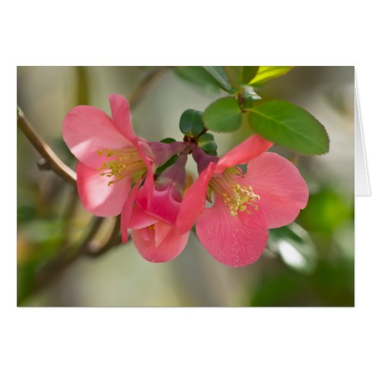 Pink Flowering Quince Glow Cards (Front Horizontal)