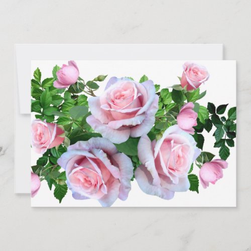 Pink Flowering Rose