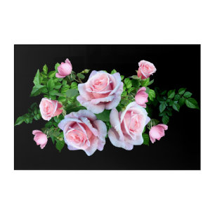 Pink Flowering Rose Acrylic Print