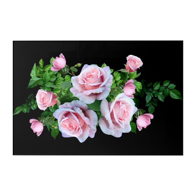 Pink Flowering Rose Acrylic Print (Front)