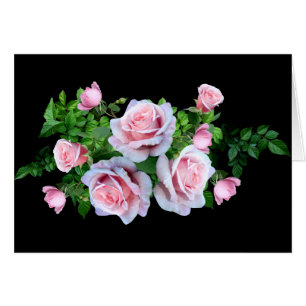 Pink Flowering Rose Cards