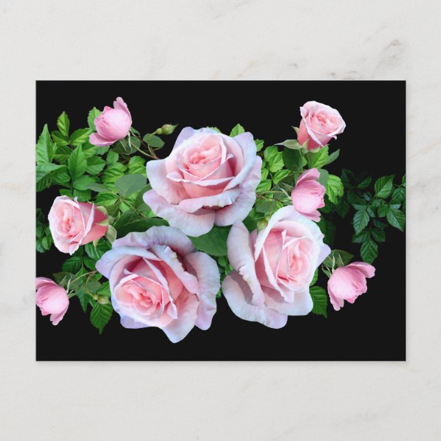 Pink Flowering Rose Postcard (Front)