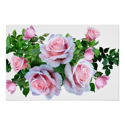 Pink Flowering Rose Poster