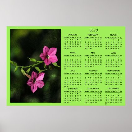 Pink Flowering Tobacco Flower 2023 Calendar Poster