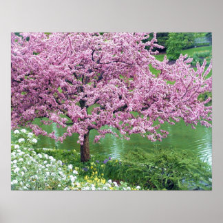 Pink Flowering Tree Over Water Poster