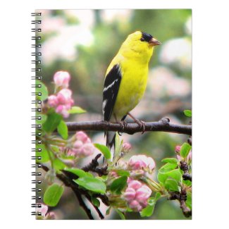 Pink Flowers and Yellow Goldfinch Bird