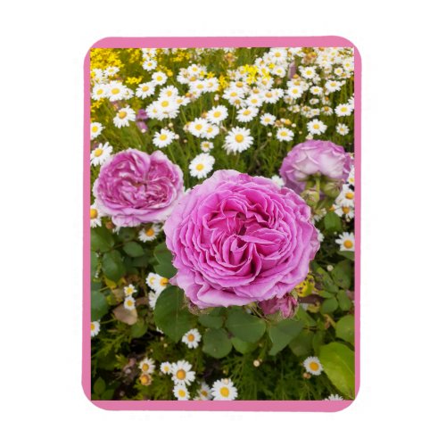Pink Flowers Floral Rose Roses Daisy  Magnet