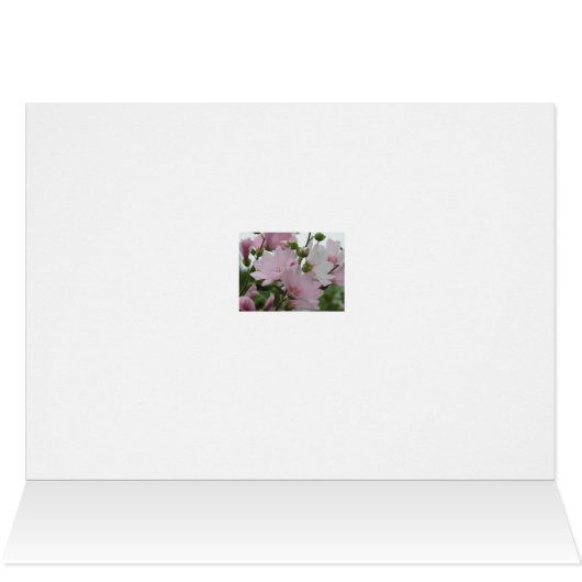 Pink Flowers Impatiens Family (Inside Horizontal (Top))