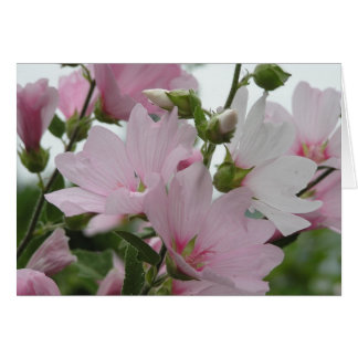 Pink Flowers Impatiens Family Cards