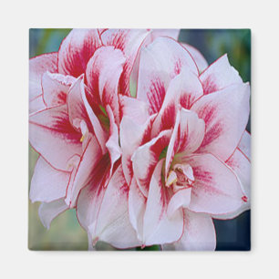 Pink Flowers Magnet