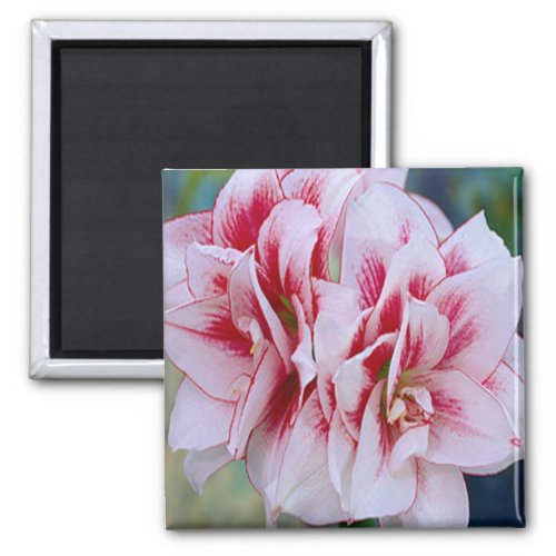 Pink Flowers Magnet