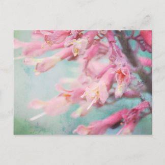 Pink flowers on Aqua background Postcard