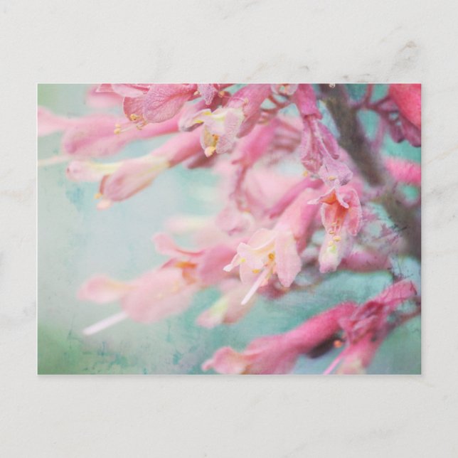 Pink flowers on Aqua background Postcard (Front)