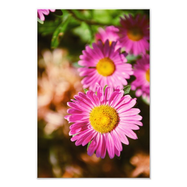 Pink flowers photo print (Front)