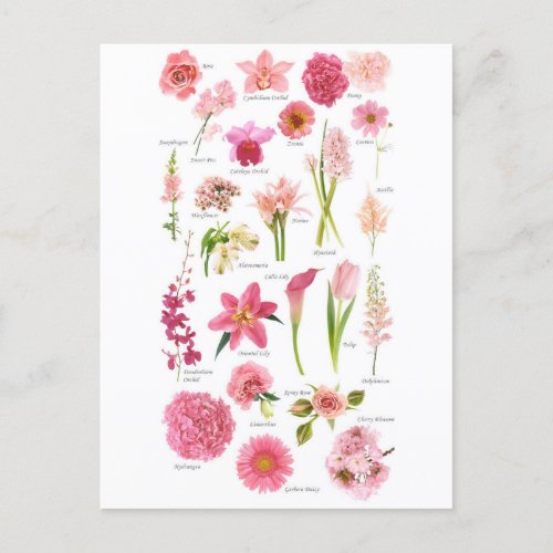 Pink Flowers Postcard