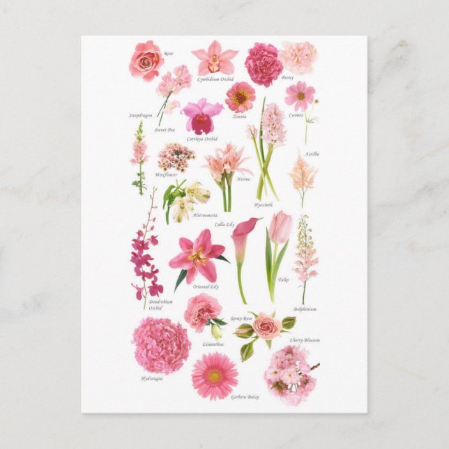 Pink Flowers Postcard (Front)
