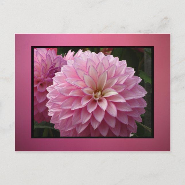 Pink Flowers Postcard (Front)