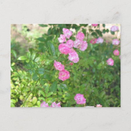 Pink Flowers Postcard