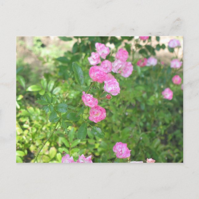 pink flowers postcard (Front)