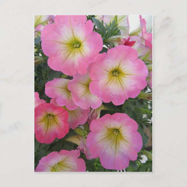Pink Flowers Postcard (Front)