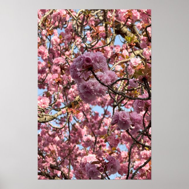 Pink Flowers Poster (Front)