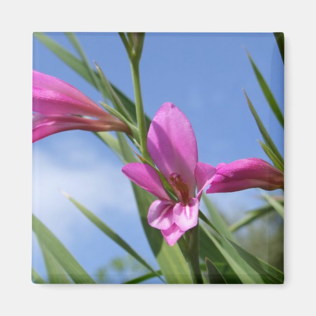 Pink Flowers Scene Magnet (Front)