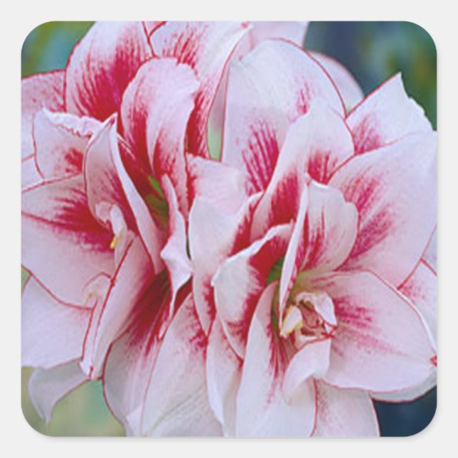 Pink Flowers Stickers (Front)