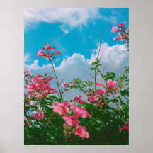 Pink Flowers Under Blue Sky with Clouds - Nature 