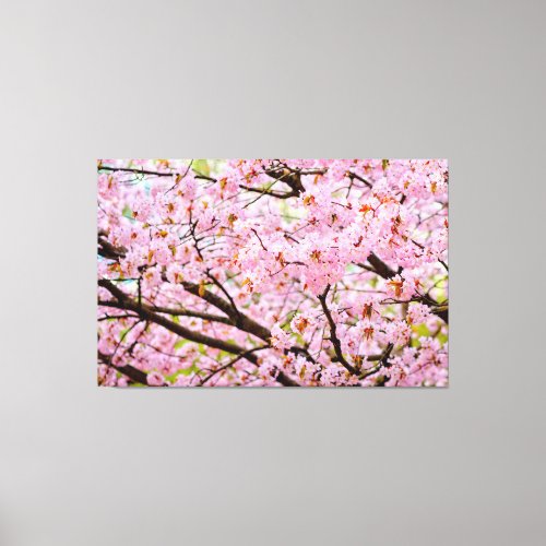 Pink Foam Of Cherry Blossoms Over The Sakura Trees Canvas Print