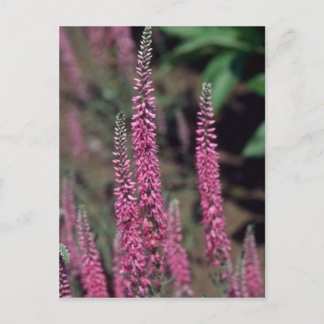 Pink Forma, (Veronica Longifolia) flowers Postcard (Front)