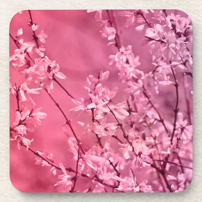 Pink Forsythia Flowers Drink Coasters