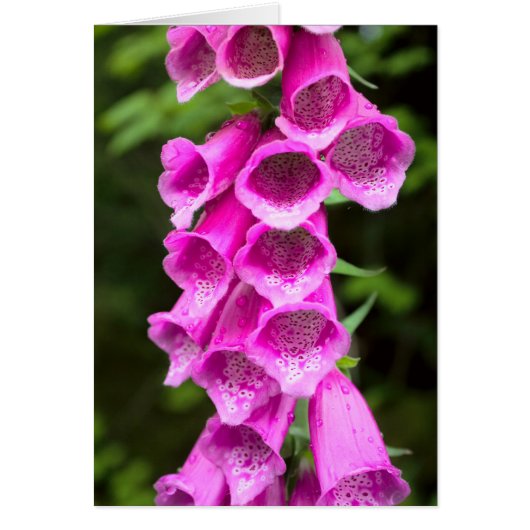 Pink Foxglove Blank Card (Front)
