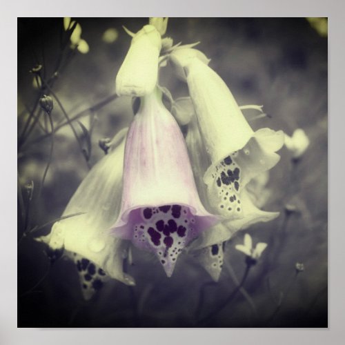 Pink Foxglove Flower Black And White Partial Color Poster