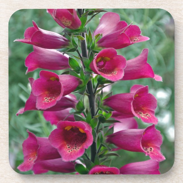 Pink foxglove flowers beverage coaster (Front)
