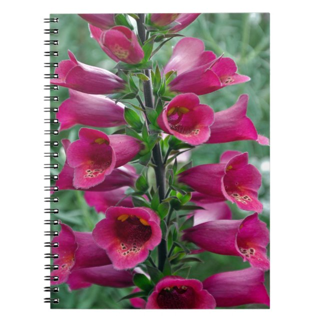 Pink foxglove flowers notebook (Front)