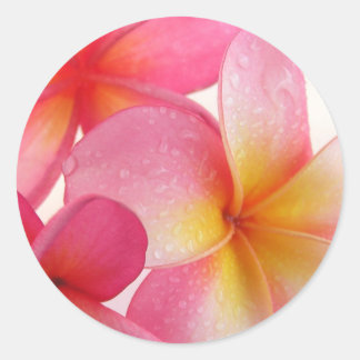 Pink Frangipani Classic Round Sticker