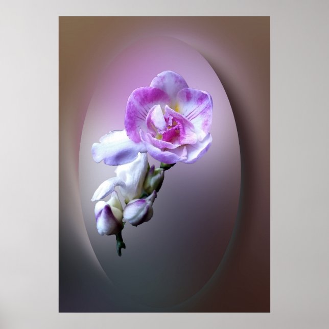 pink freesia flower poster (Front)