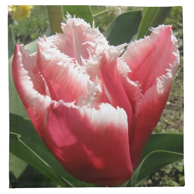 Pink Fringed Tulip Napkin (Front)