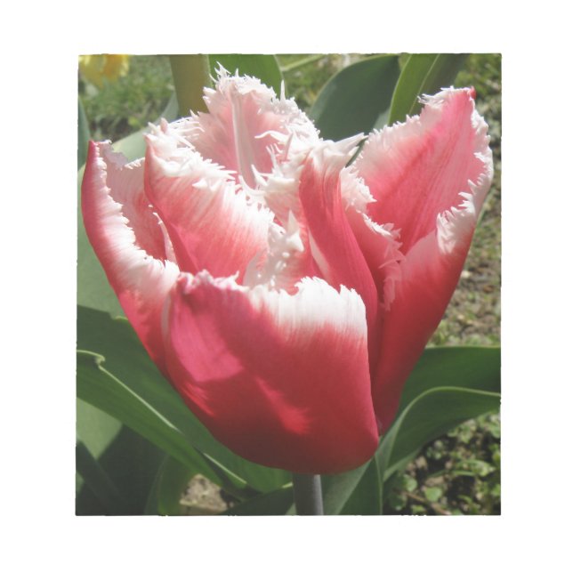 Pink Fringed Tulip Notepad (Front)