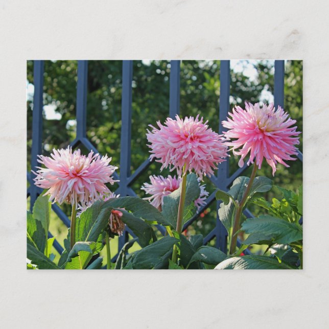 Pink Fuji Mums Postcard (Front)