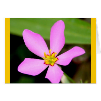 Pink Funky Flower Cards