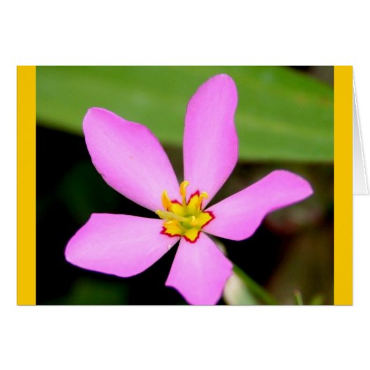Pink Funky Flower Cards (Front Horizontal)