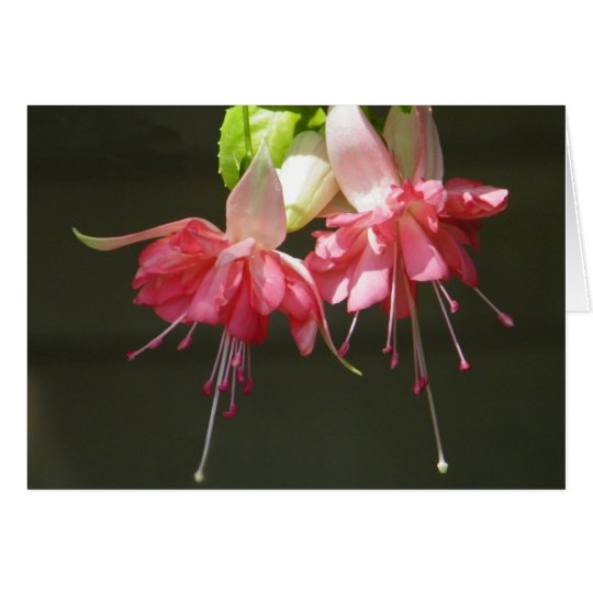 Pink Fuschia Card