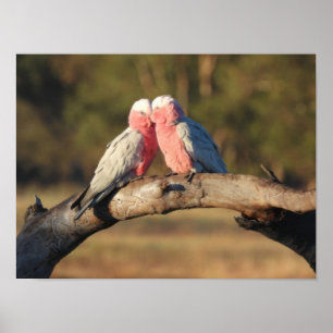 Pink Galahs Poster