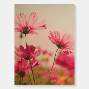 Pink Garden Cosmos Flowers Foam Board